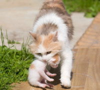 Une chatte tricolore porte un chaton en le tenant par le cou