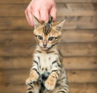Un homme tient un chaton par le cou