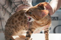 Deux personnes tentent de maintenir un chat agressif lors d'une exposition