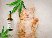 Un chaton roux heureux avec de l'huile de CBD à côté