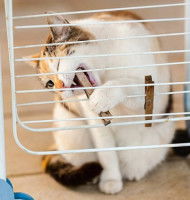Un chat tricolore joue avec des pinces à linge