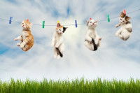 Quatre chatons accrochés avec des pinces à linge