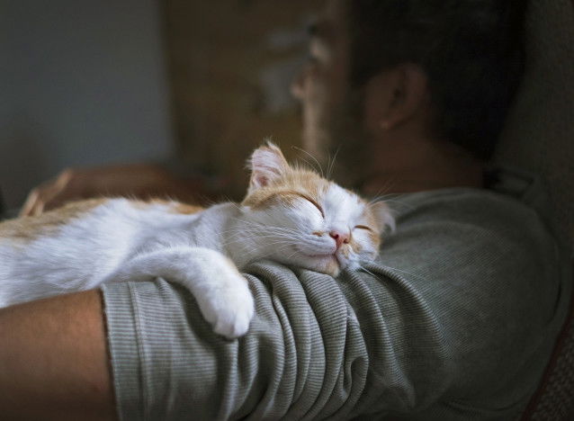 Chat blanc et roux dormant sur son maître