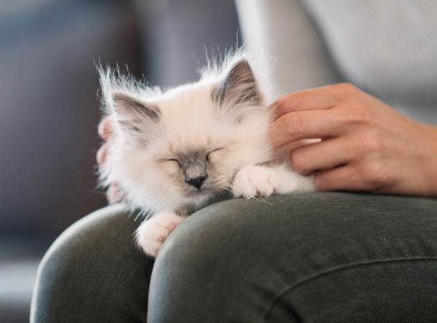 Chaton en train d'être caressé sur les genoux de son maître