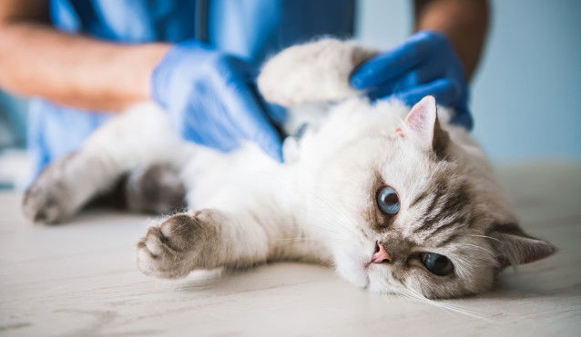 Chat aux yeux bleus ausculté par un vétérinaire portant des gants bleus