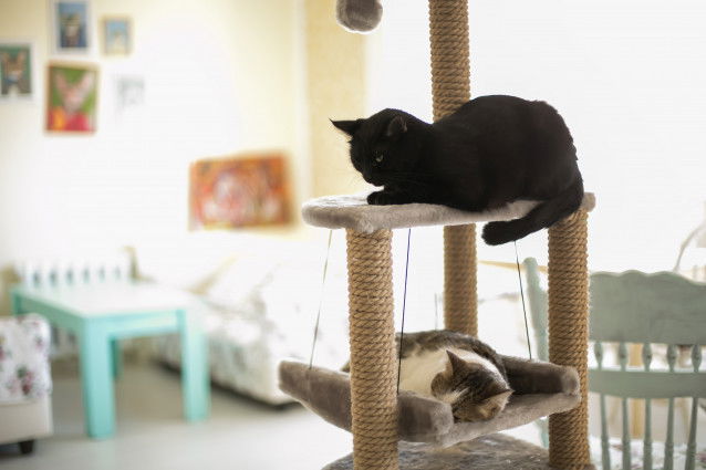 Deux chats installés sur un arbre à chats