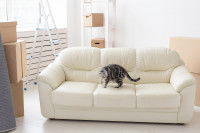 Un chat seul sur un divan blanc dans une maison neuve