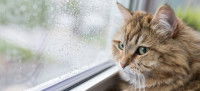 Un chat regarde par la fenêtre le temps pluvieux
