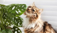 Un chat roux renifle des plantes