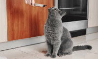 Un British Shorthair qui ne veut pas manger