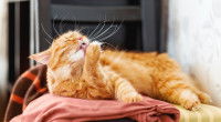 Un chat allongé sur une couverture se nettoie