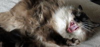Un chat montre son mécontentement 