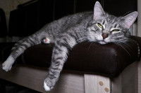 Un chat gris affalé sur un coussin