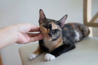 Une chatte tricolore assis sur une chaise caressé par son maître