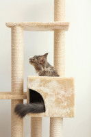 Un chat assis sur un arbre à chats