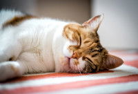 Un chat couché sur une couverture 
