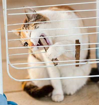 Diminuer Le Stress De Son Chat Grace A La Clipnose