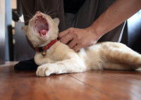 Un chat beige la gueule ouverte se faisant caresser