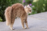 Un chat se met sur ses gardes