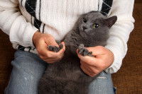 Un chat gris couch&eacute; sur son ma&icirc;tre