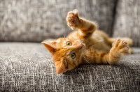 Chaton couché sur le divan les pattes en l'air