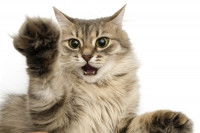 Un Maine Coon prêt à griffer