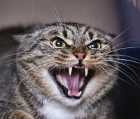 Un chat tigré met en garde