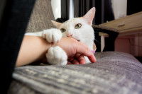 Un chat blanc attrape le bras de son maître entre ses griffes
