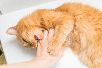 Un chat roux griffant la main qui le caresse