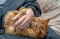 Un chat roux mord et griffe la main de son maître