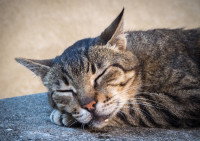 Un chat tigré bave en dormant