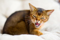Un chaton Abyssin agressif montre les dents