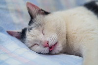Un chat malade évanoui la langue pendante