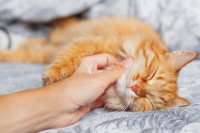 Une femme caresse un chat roux en train de ronronner sur un lit