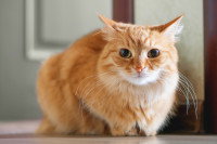 Un chat roux stressé assis devant une porte