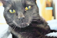 Un chat noir en train de baver