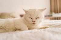 Un chat blanc malade fait la grimace