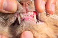 Une femme ouvre la bouche d'un chat pour examiner ses dents
