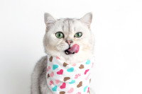 Un chat affamé avec un bavoir se lèche les babines