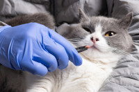 Un vétérinaire donne un médicament à un chat réticent