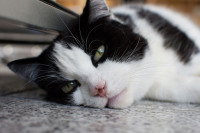 Un chat noir et blanc malade couché sur le sol