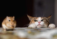 Un chat se cachant pour regarder une souris