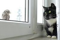 Un chat en intérieur regardant un oiseau de l'autre côté de la fenêtre