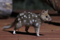 Un chat marsupial ou dasyure