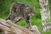 Un chat sauvage d’Écosse marchant sur un tronc d'arbre