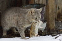 Un chat avec un rat dans la gueule