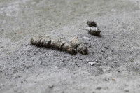 Une photo d'excrément de chat sur le sol en extérieur