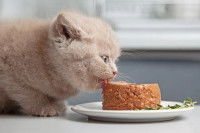 Un chaton en train de lécher de la pâtée pour chat