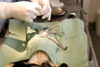 Un chat sur une table d'opération pour se faire stériliser