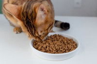 Un chat en train de manger des croquettes